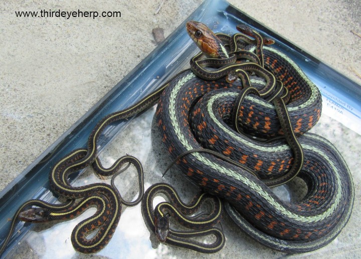 Oregon Red-spotted Garter Snake